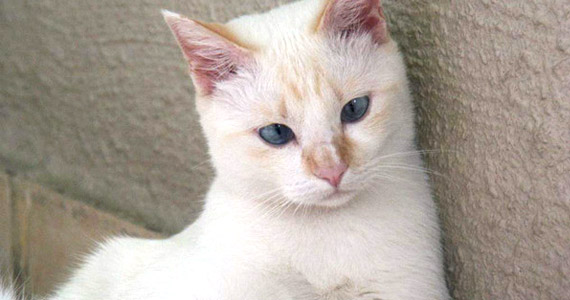 Frisch aus dem Tierheim, nach einem Bad.