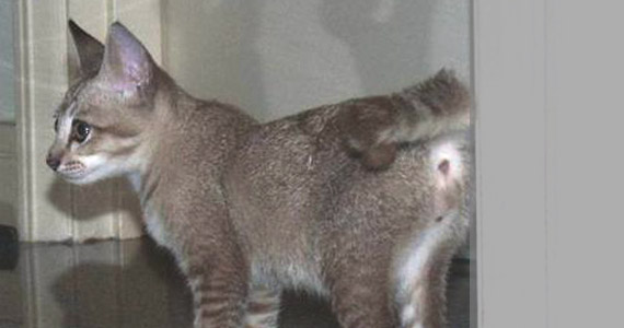 So fanden wir Poul’chen in Taman Seputhe