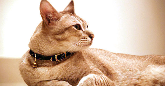 Heute ist Poul’chen ein Star in der Familie