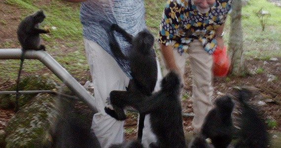 … um eine der begehrten Bananen zu erhaschen.
