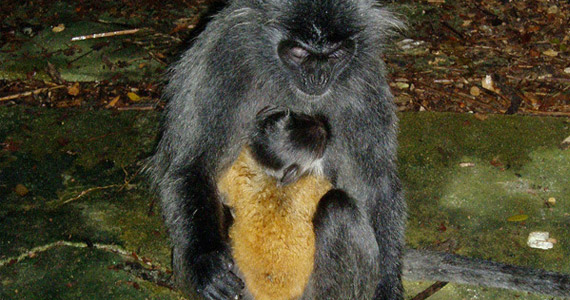 Silver Leaf Äffchen mit Baby