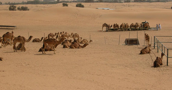 Survival-Training in der Wüste …
